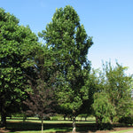 Liriodendron tulipifera Fastigiata Columnar Tulip Tree