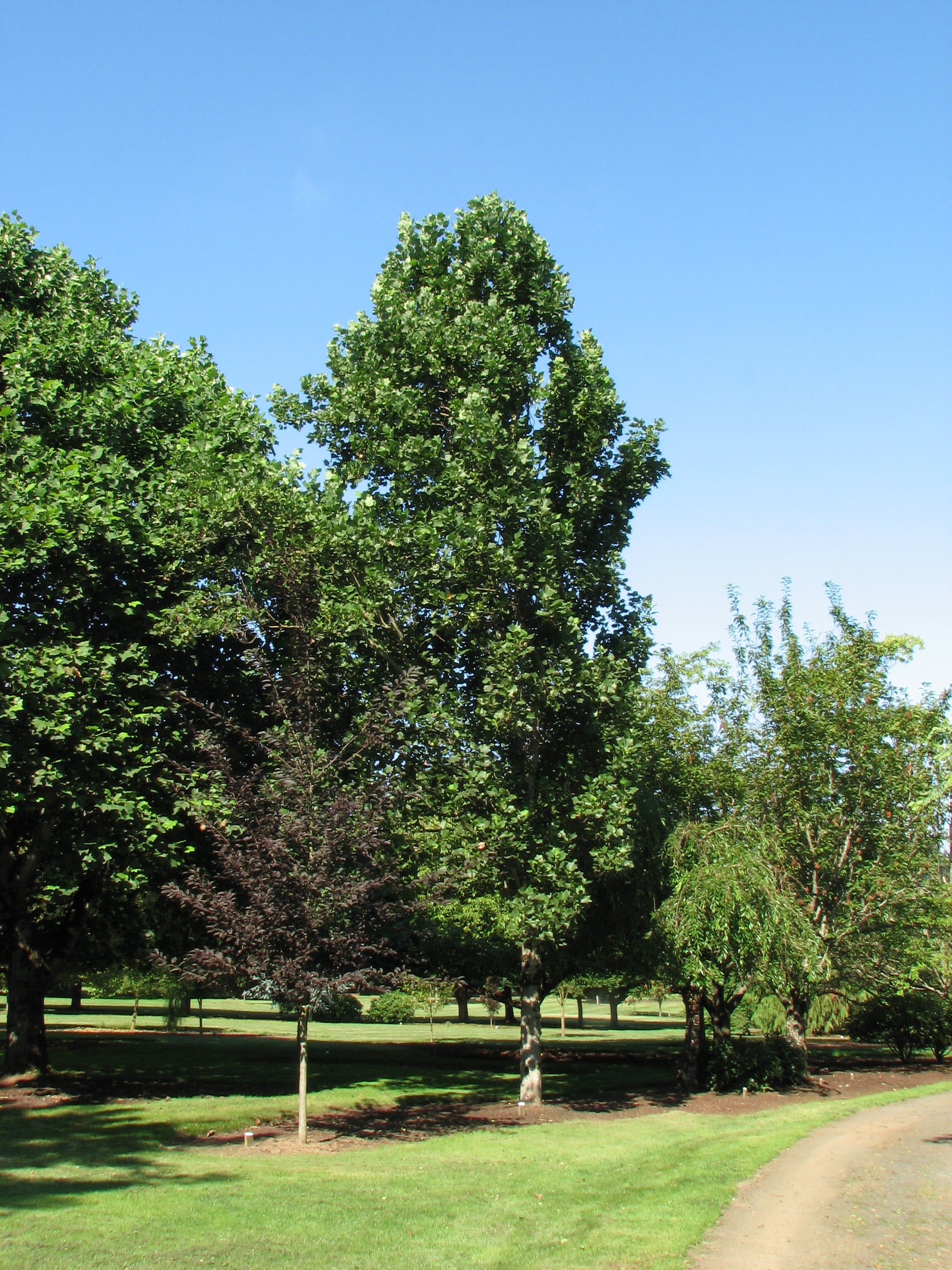 Liriodendron tulipifera Fastigiata Columnar Tulip Tree