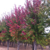 Acer x freemanii Autumn Blaze Jeffersred PP4864 Autumn Blaze Maple