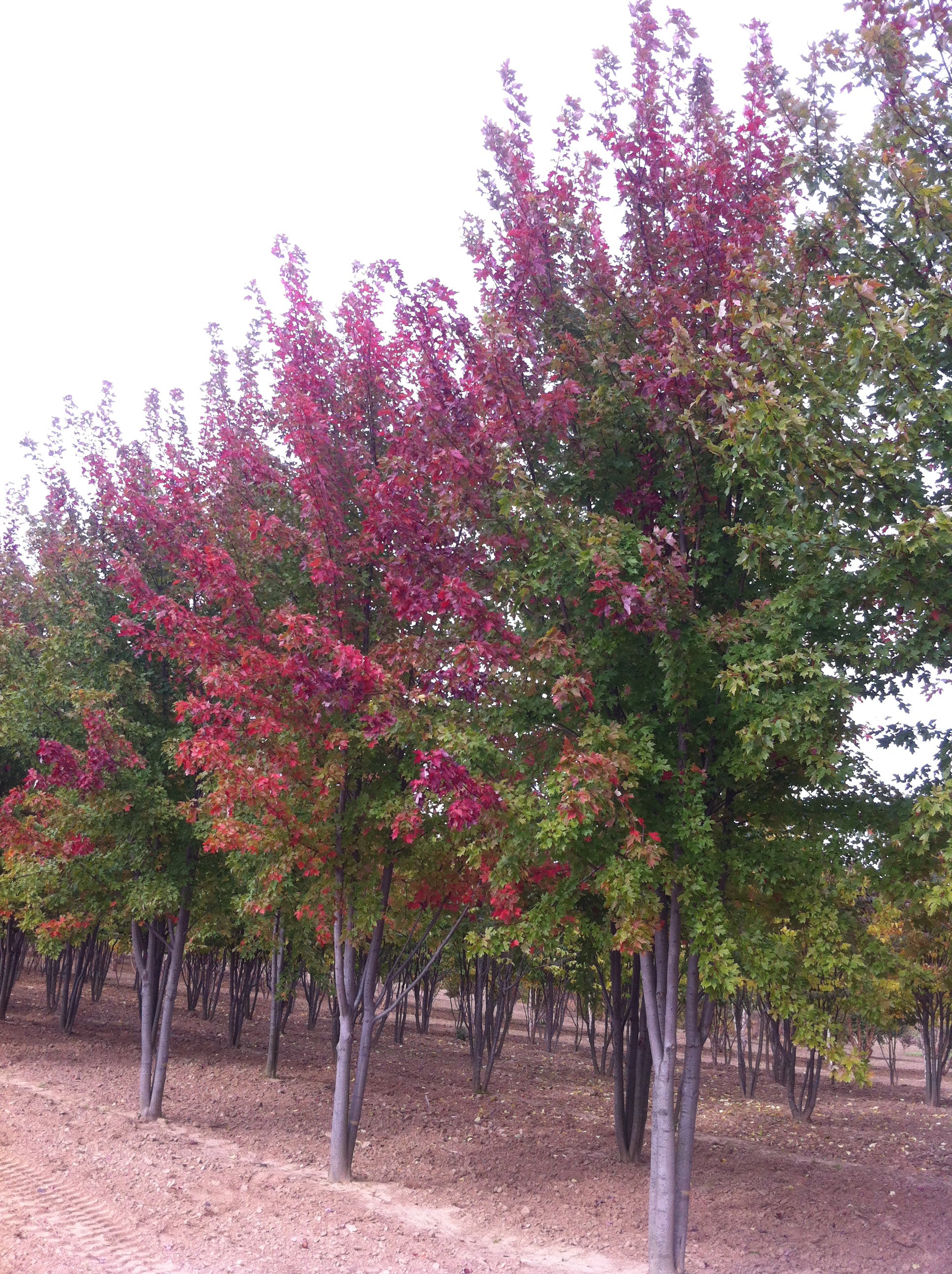 Acer x freemanii Autumn Blaze Jeffersred PP4864 Autumn Blaze Maple