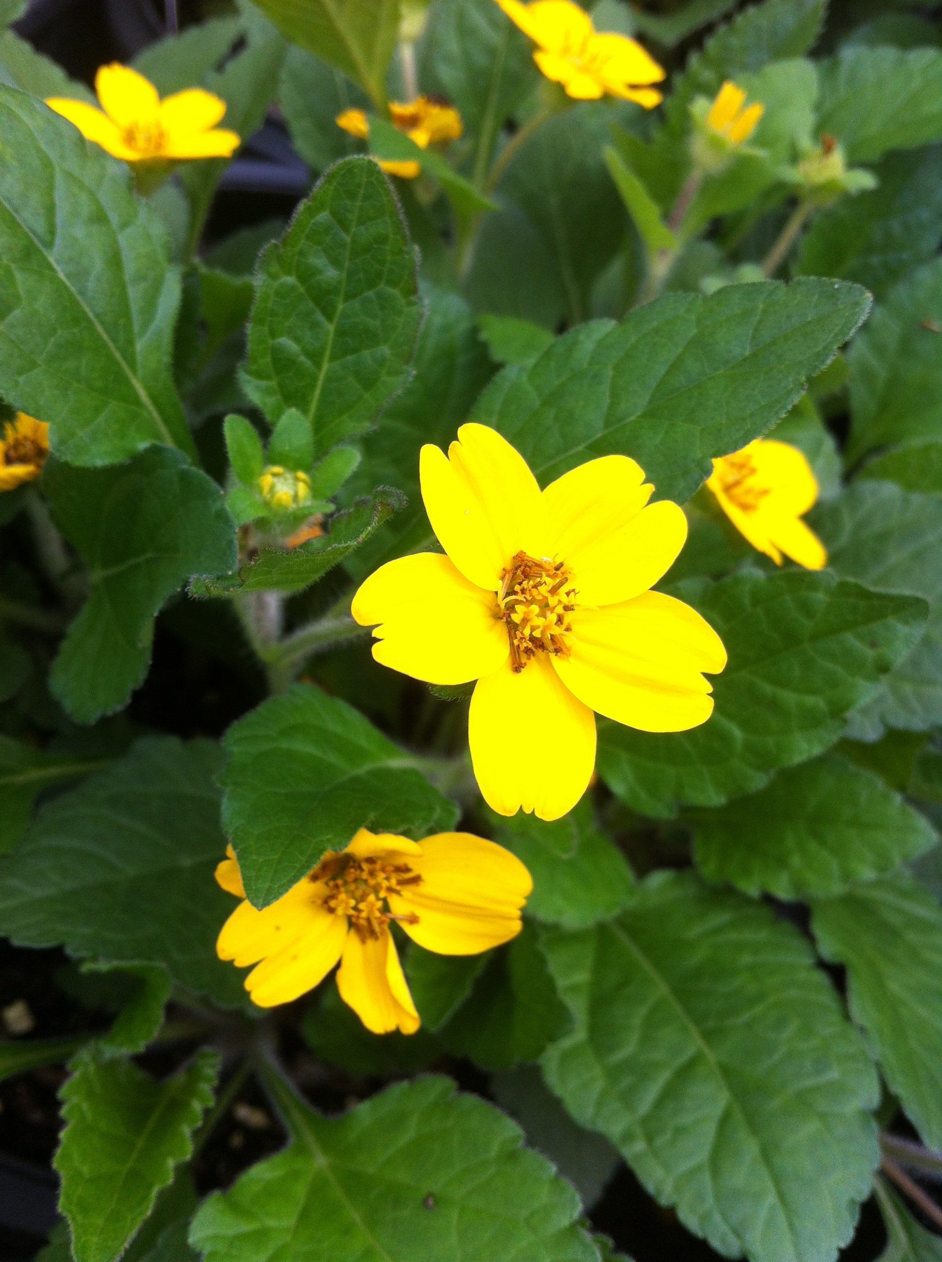 Chrysogonum virginianum Golden Star