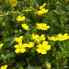 Potentilla verna nana Alpine Cinquefoil