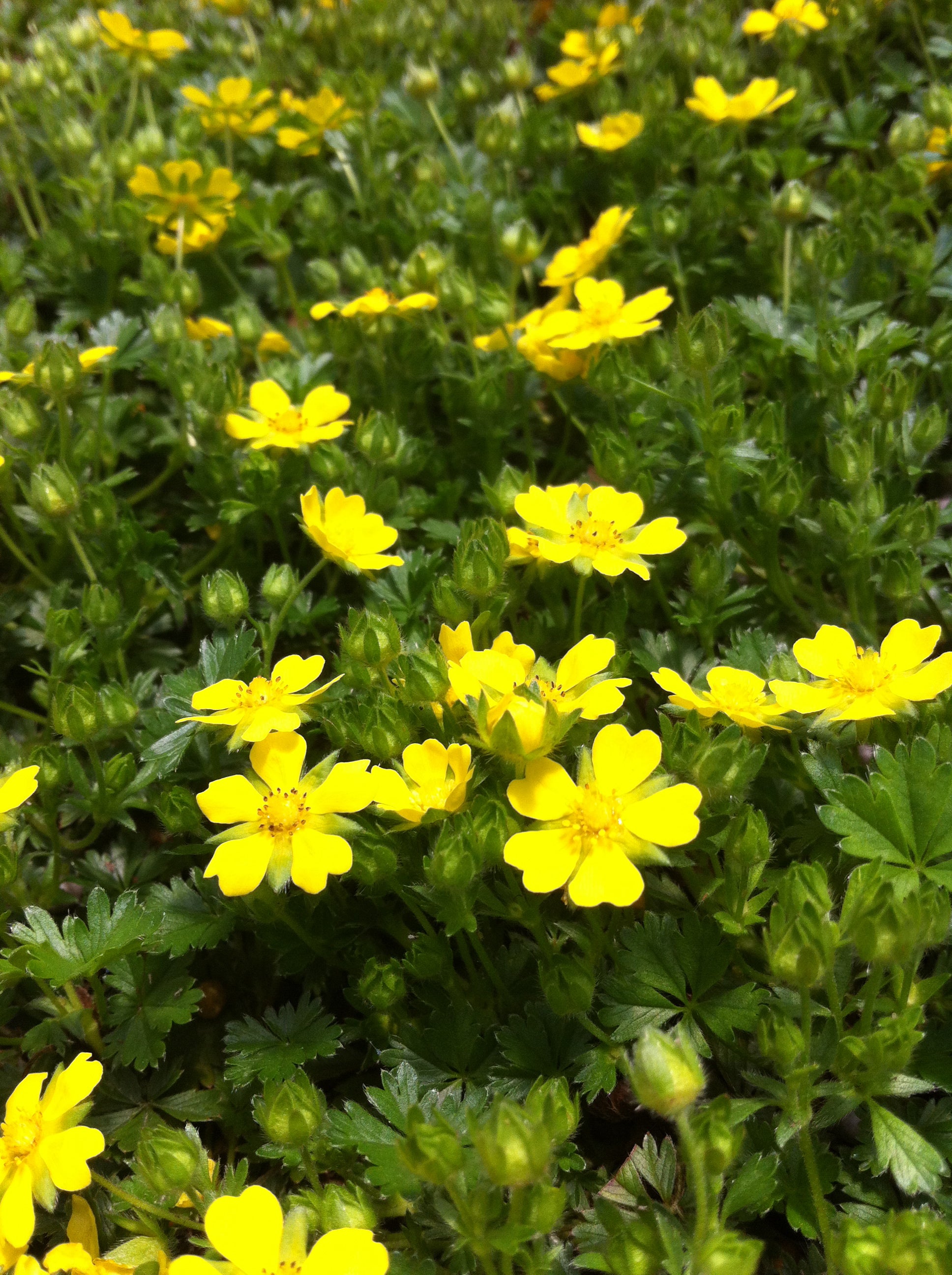 Potentilla verna nana Alpine Cinquefoil