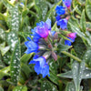 Pulmonaria longifolia Bertram Anderson Lungwort