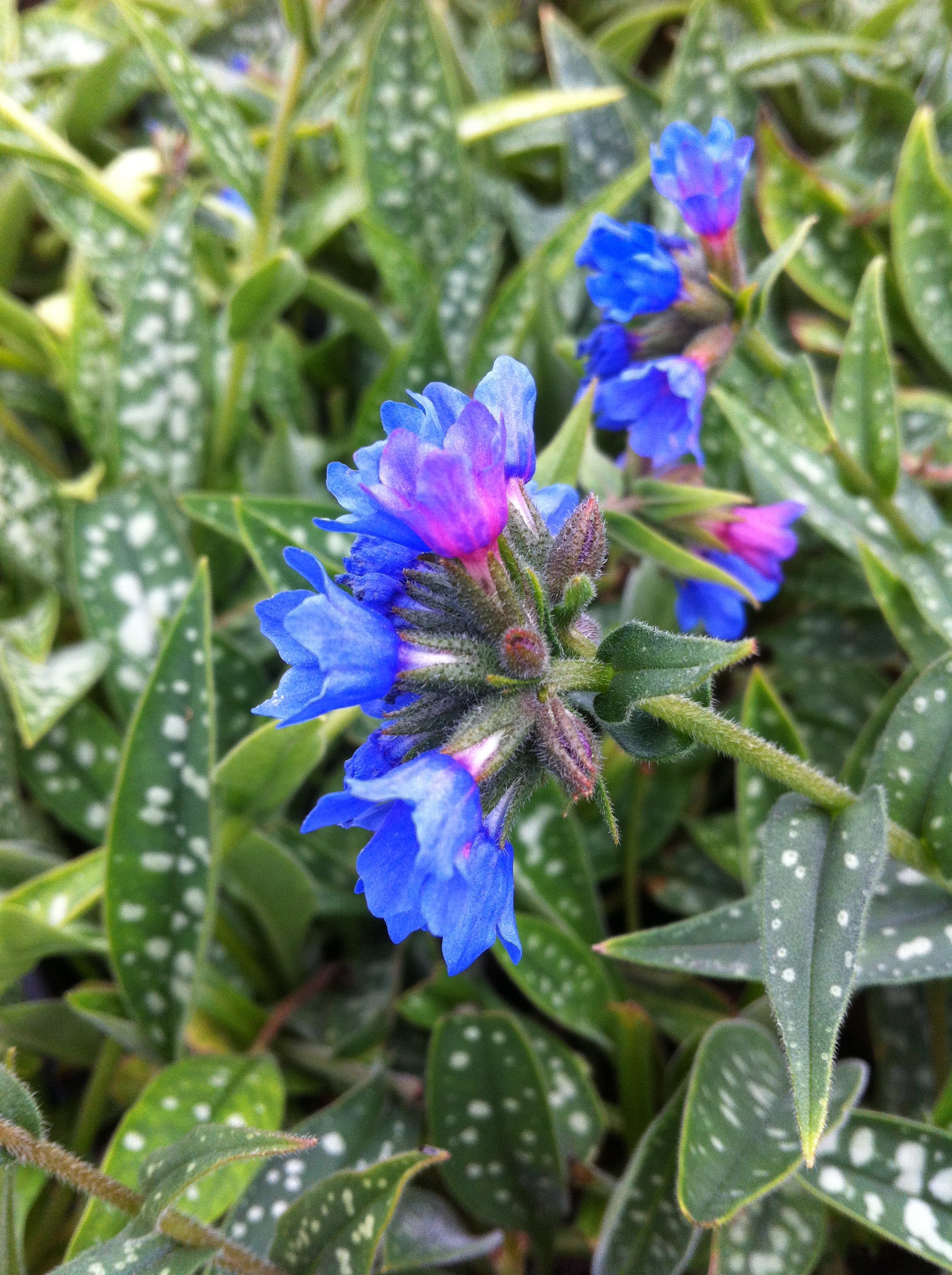 Pulmonaria longifolia Bertram Anderson Lungwort