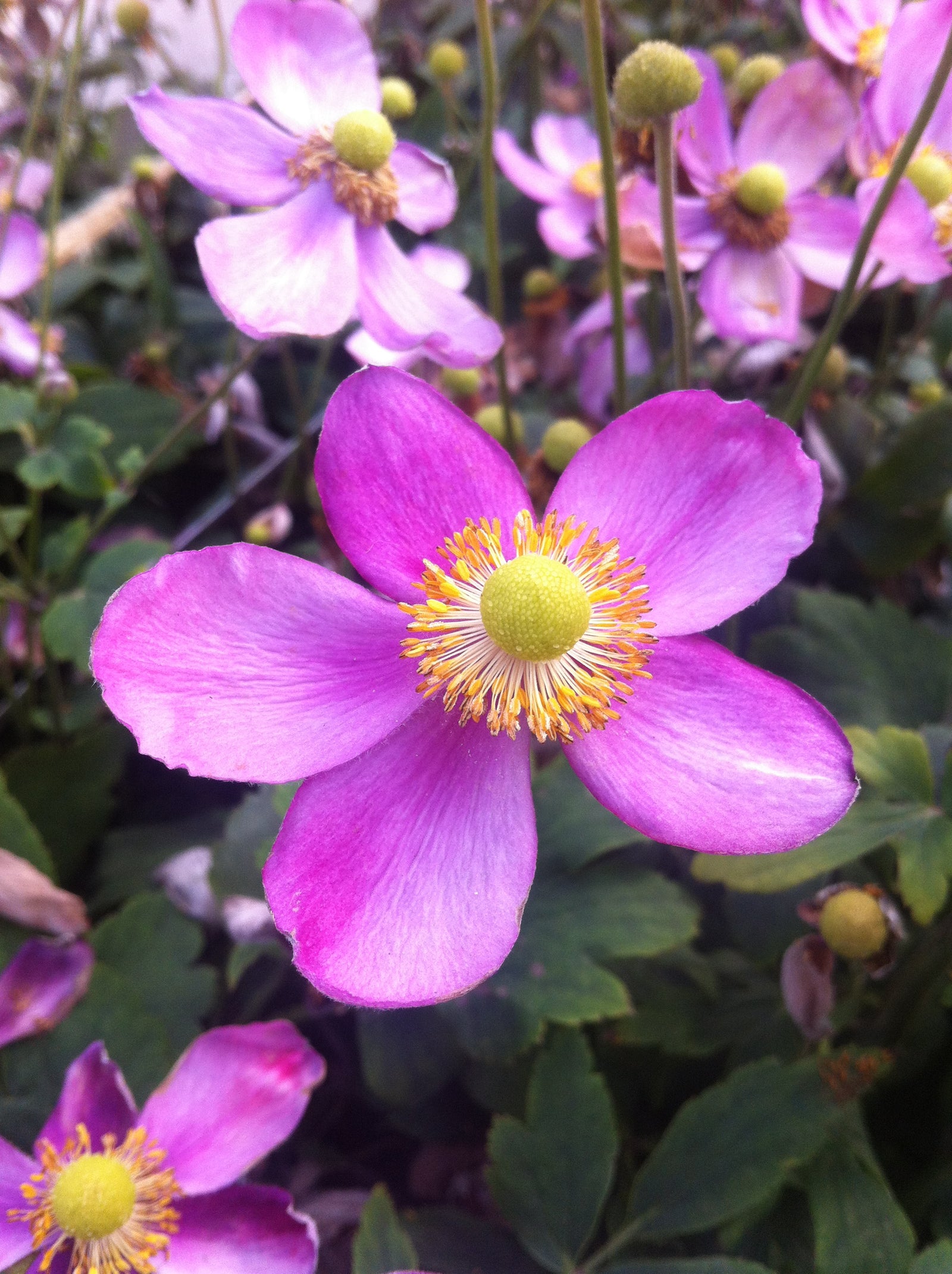 Anemone hupehensis Pretty Lady Susan PP22331, COPF Japanese Anemone