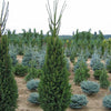 Picea abies Cupressina Columnar Norway Spruce