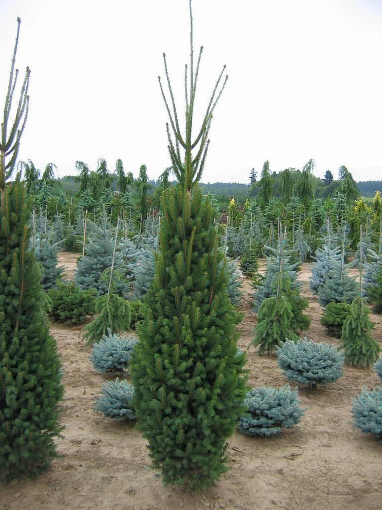 Picea abies Cupressina Columnar Norway Spruce