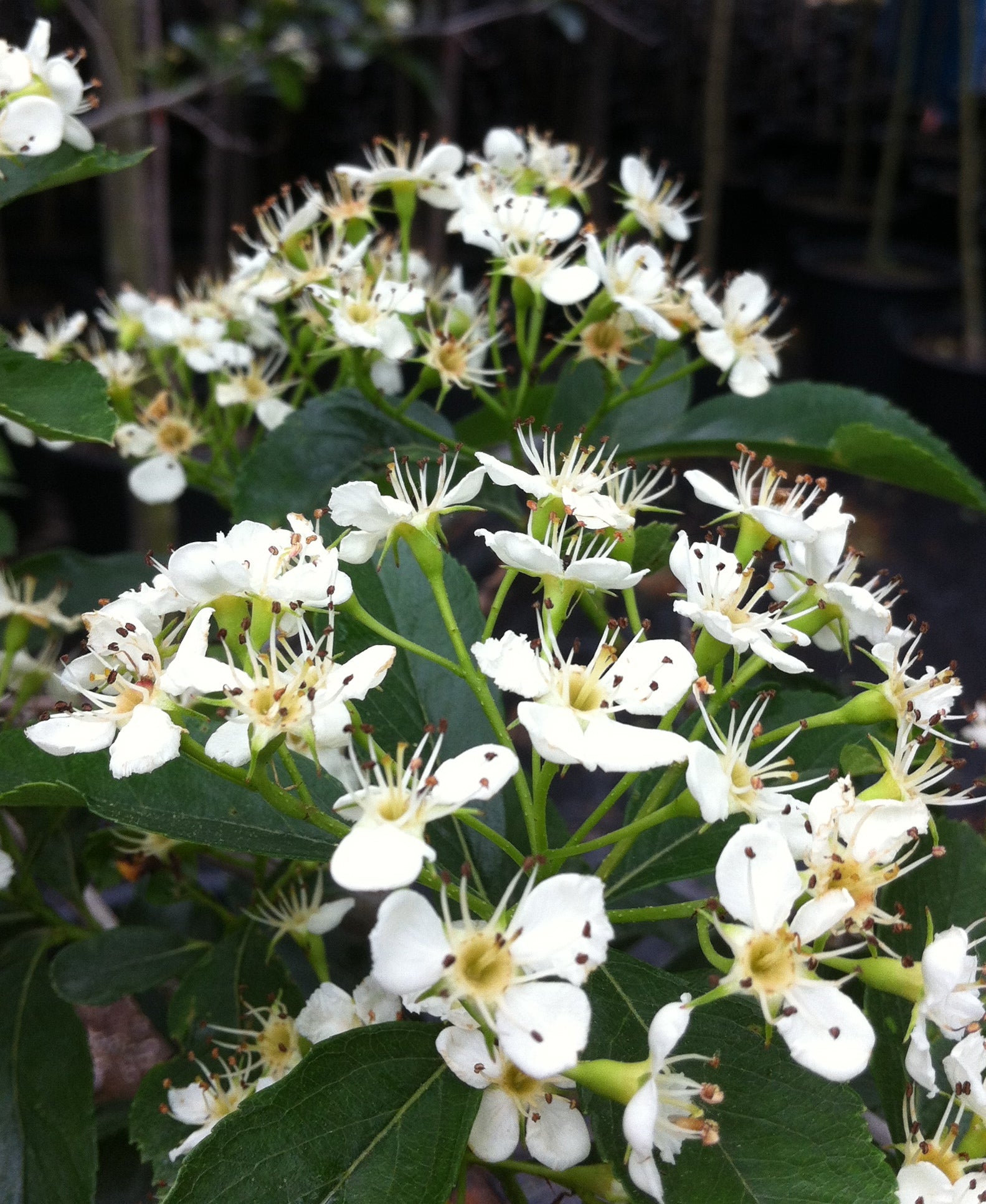 Crataegus crus galli Crusader Cruzam Crusader Hawthorn