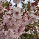 Prunus subhirtella Autumnalis Higan Cherry