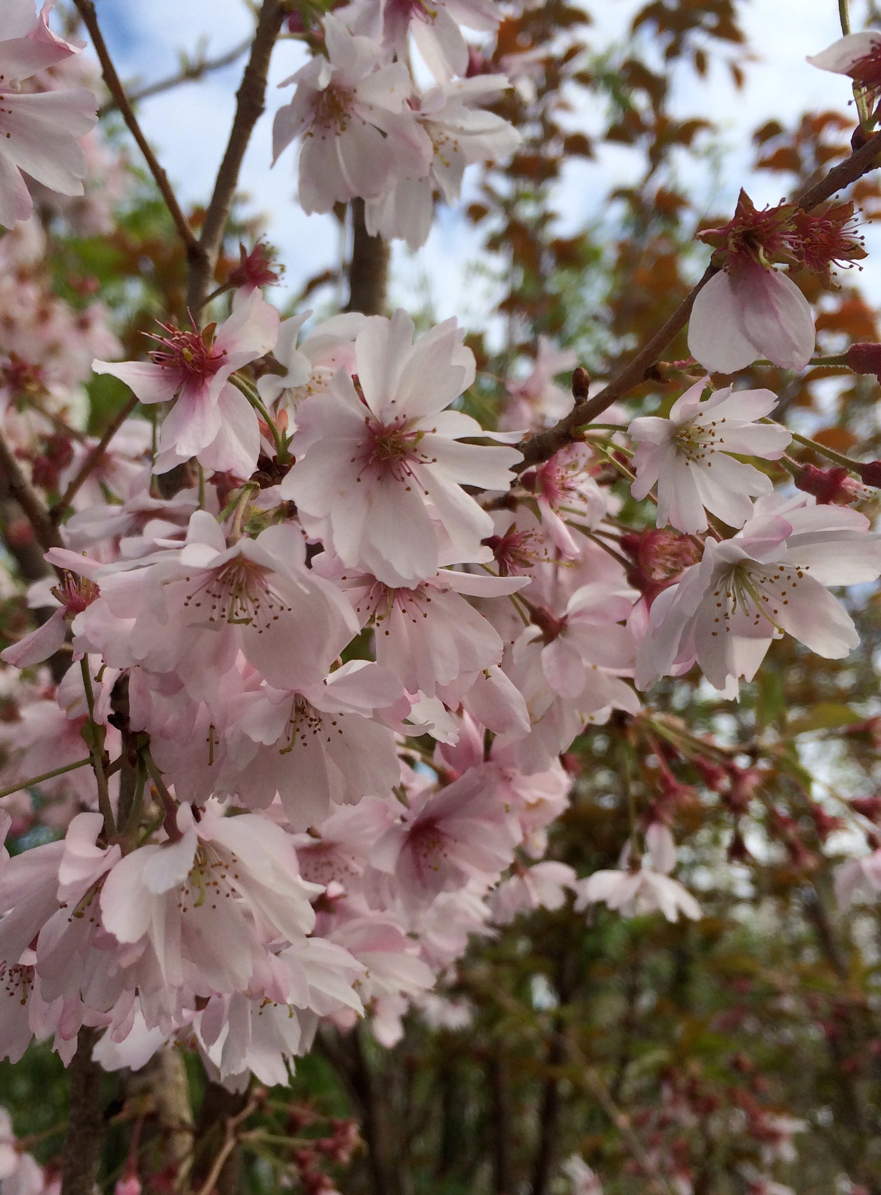 Prunus subhirtella Autumnalis Higan Cherry