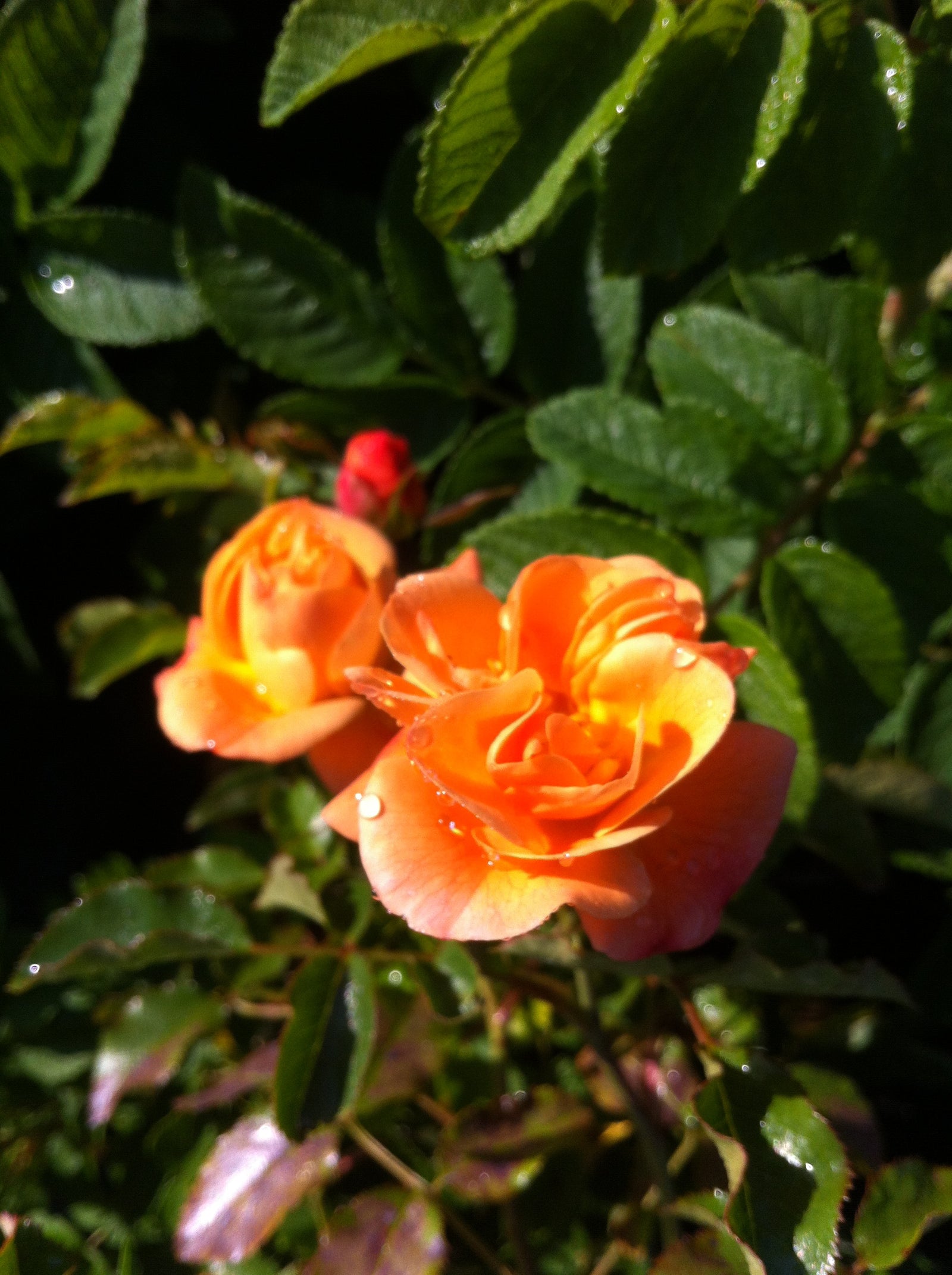 Rosa Flower Carpet Amber NOA97400A PP17098, CPBR2621 Amber Carpet Rose