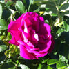 Rosa Scarlet Pavement HANuhl Scarlet Pavement Rose