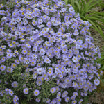 Aster x KICKIN Lavender 06 51 1 KICKIN Lavender Aster