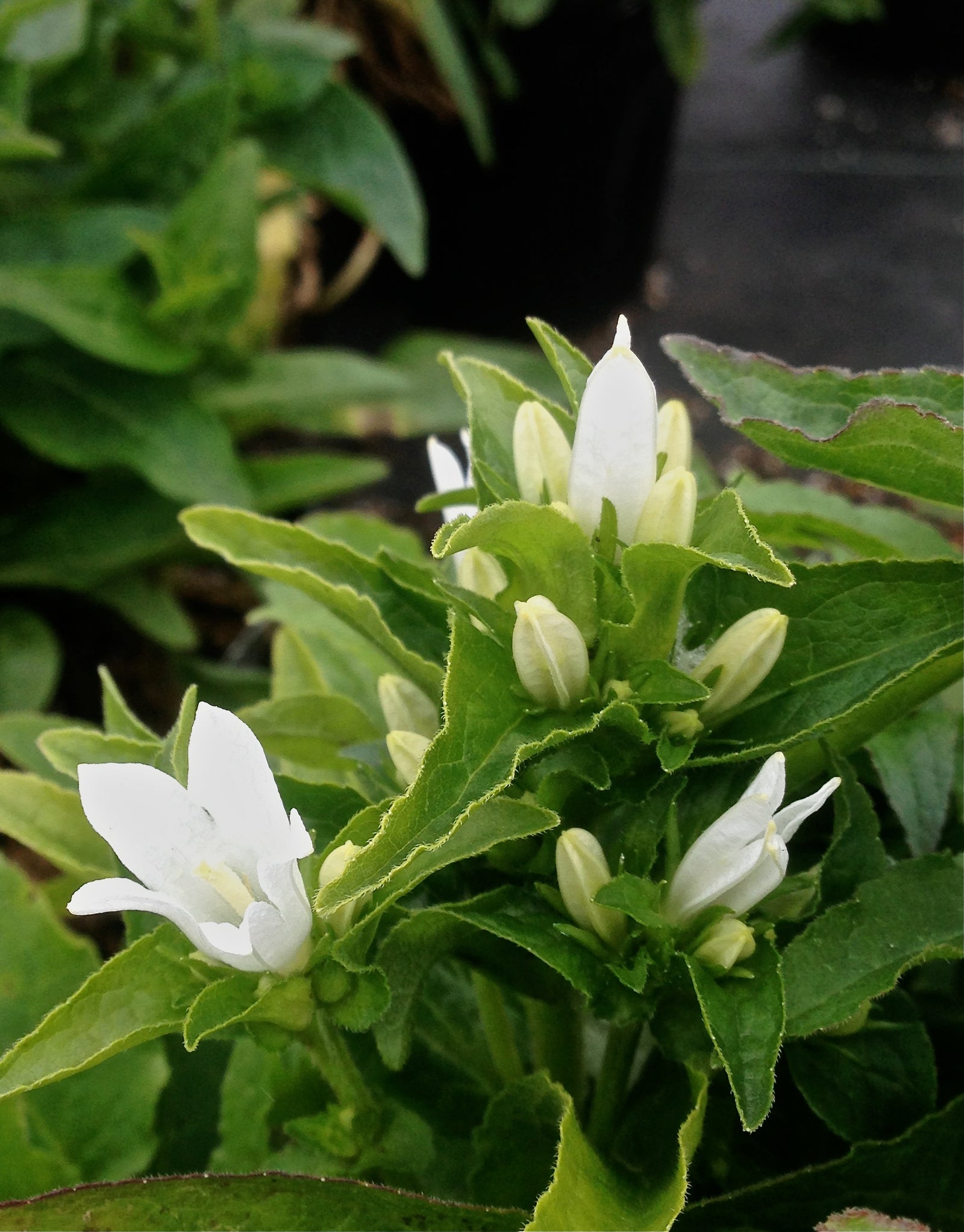 Campanula glomerata Alba Clustered Bellflower