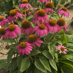 Echinacea purpurea PowWow Wild Berry Pas702917 Wild Berry Coneflower