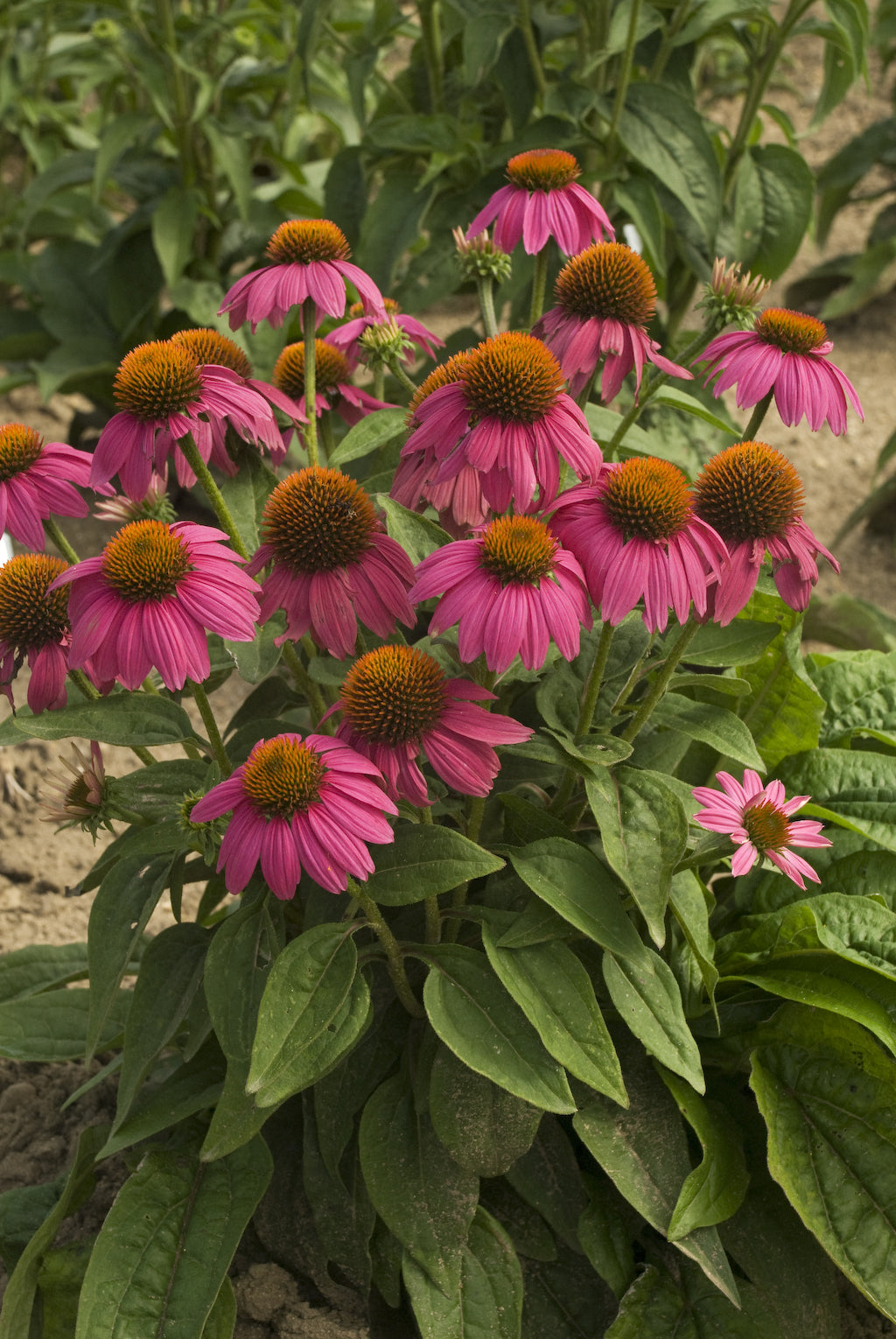 Echinacea purpurea PowWow Wild Berry Pas702917 Wild Berry Coneflower