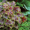 Heucherella x Solar Eclipse PP23647, COPF Foamy Bells