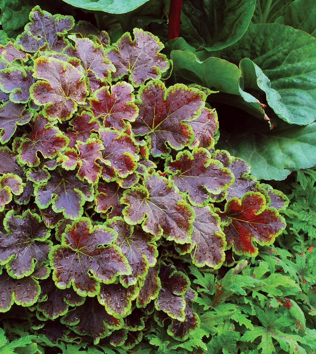 Heucherella x Solar Eclipse PP23647, COPF Foamy Bells