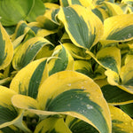 Hosta Autumn Frost PP23224, CPBR4946 Plantain Lily