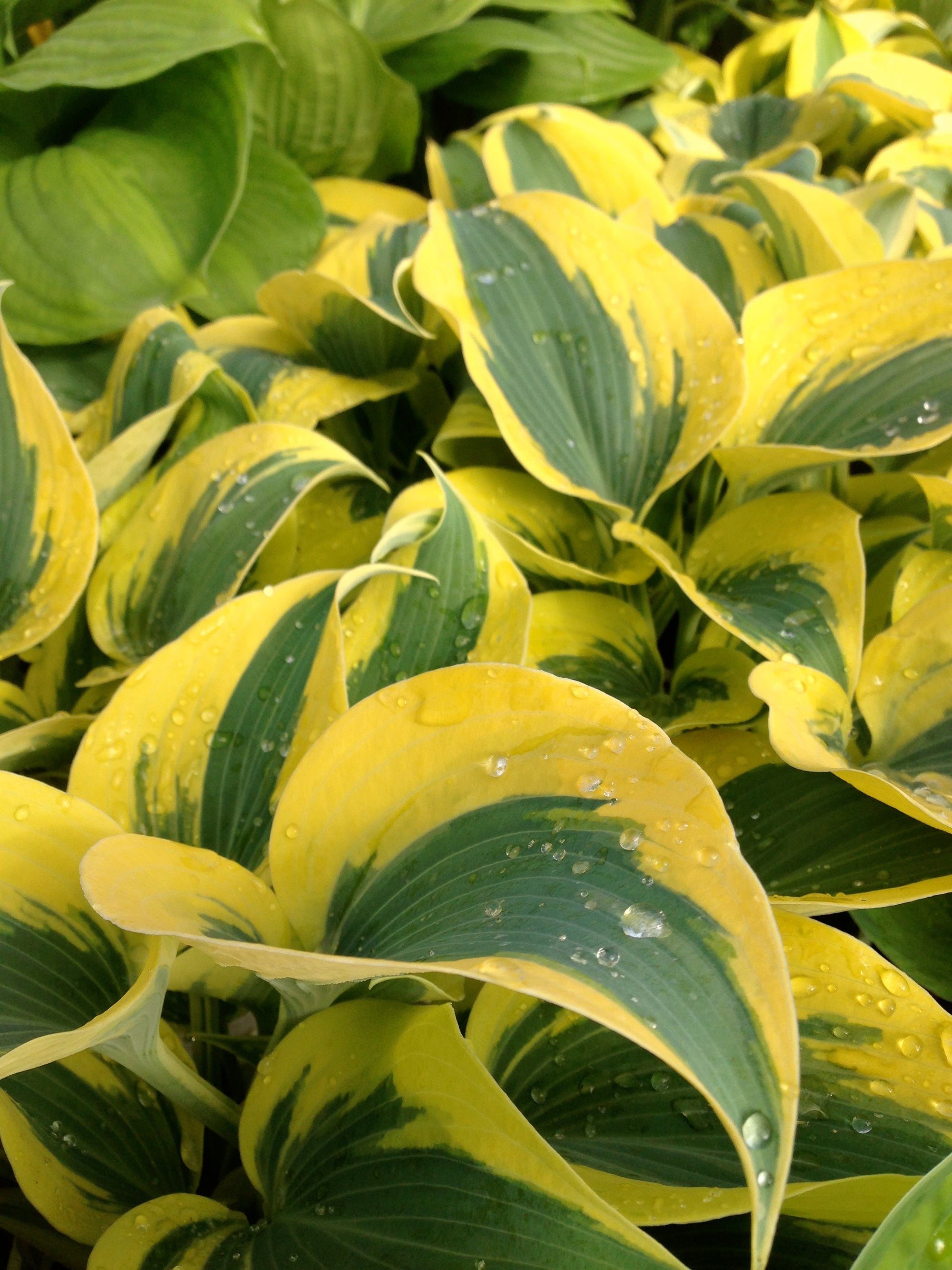 Hosta Autumn Frost PP23224, CPBR4946 Plantain Lily