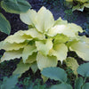 Hosta Dancing Queen Plantain Lily