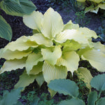 Hosta Dancing Queen Plantain Lily