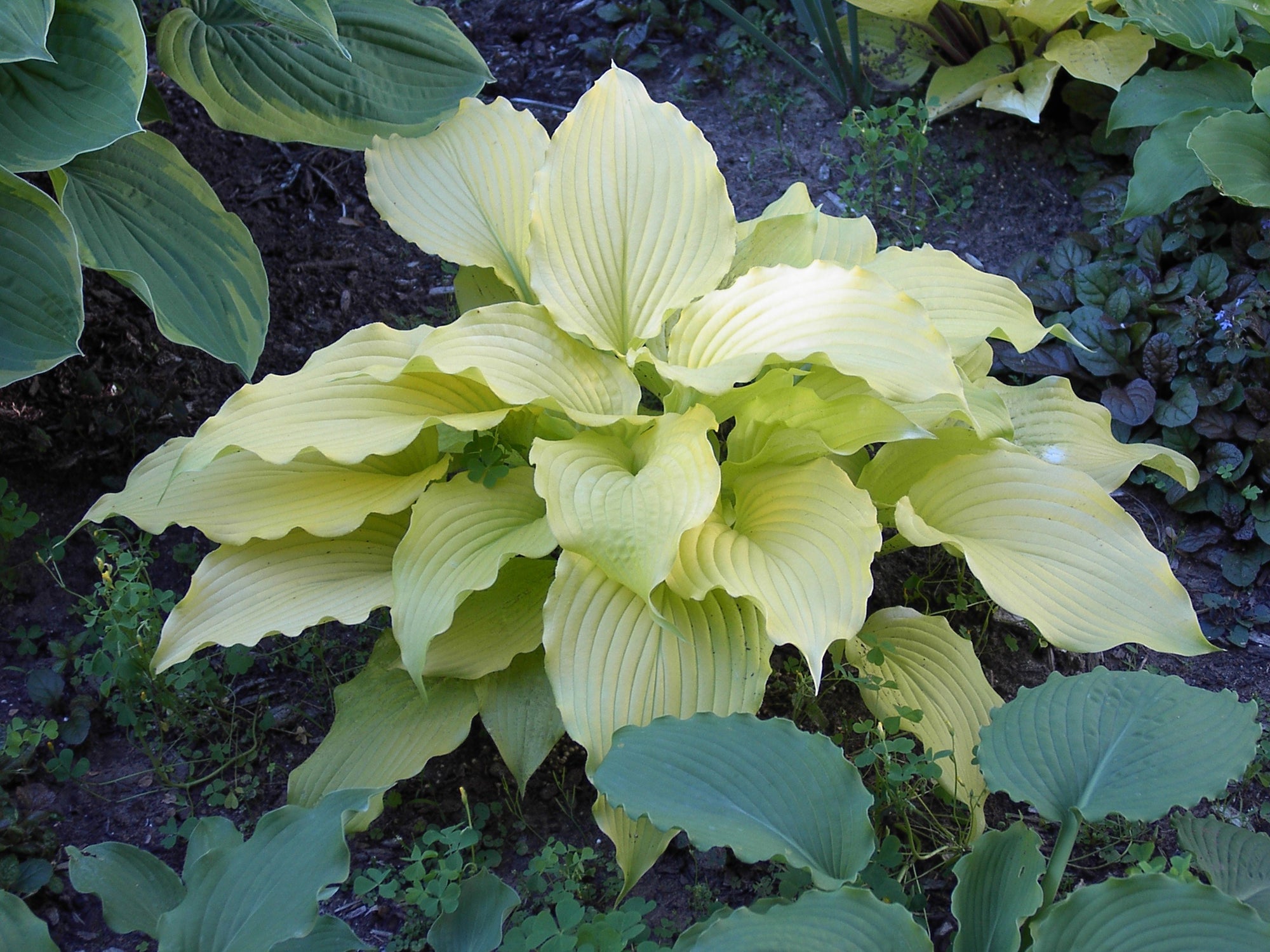 Hosta Dancing Queen Plantain Lily