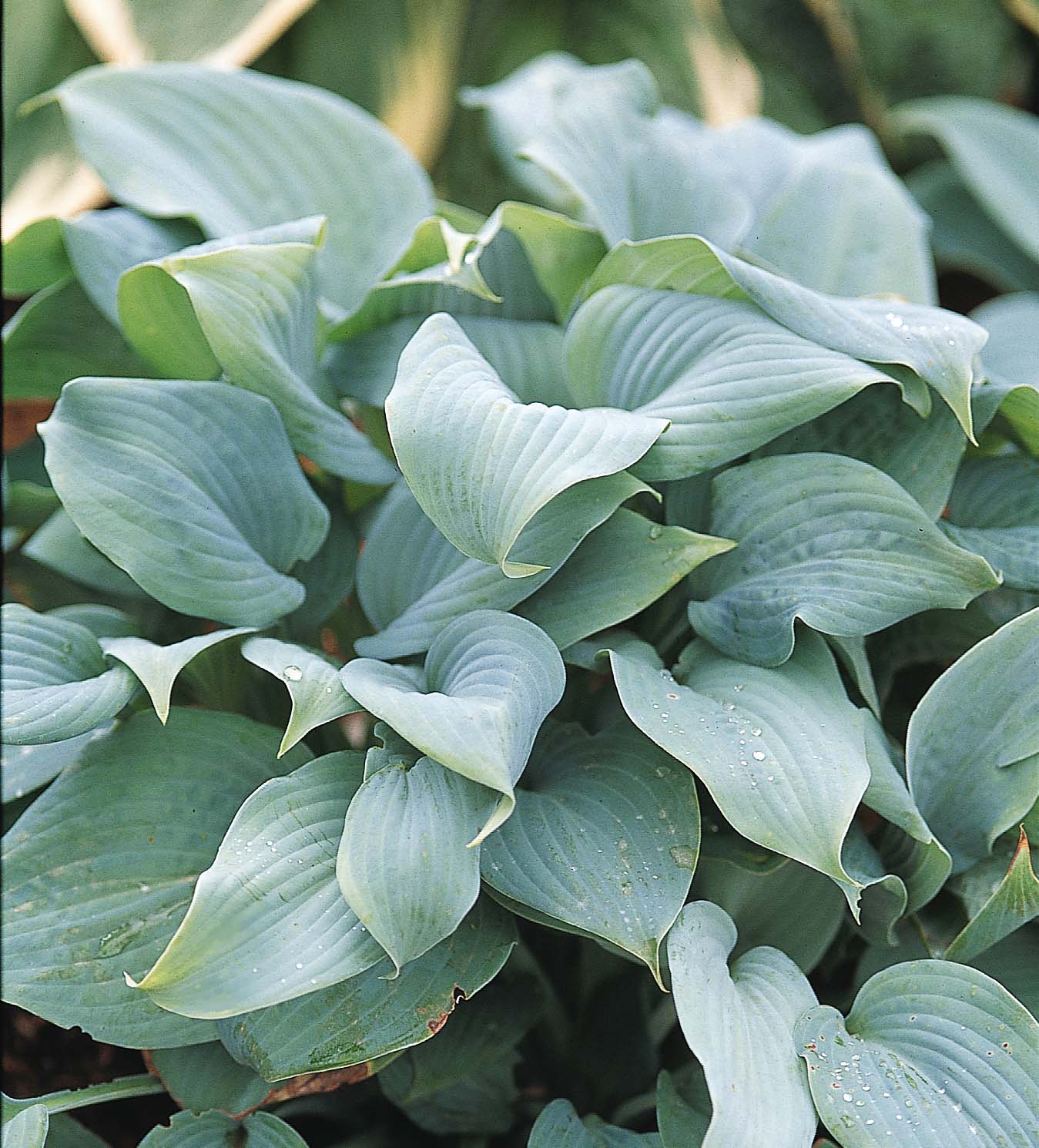 Hosta Fragrant Blue Plantain Lily