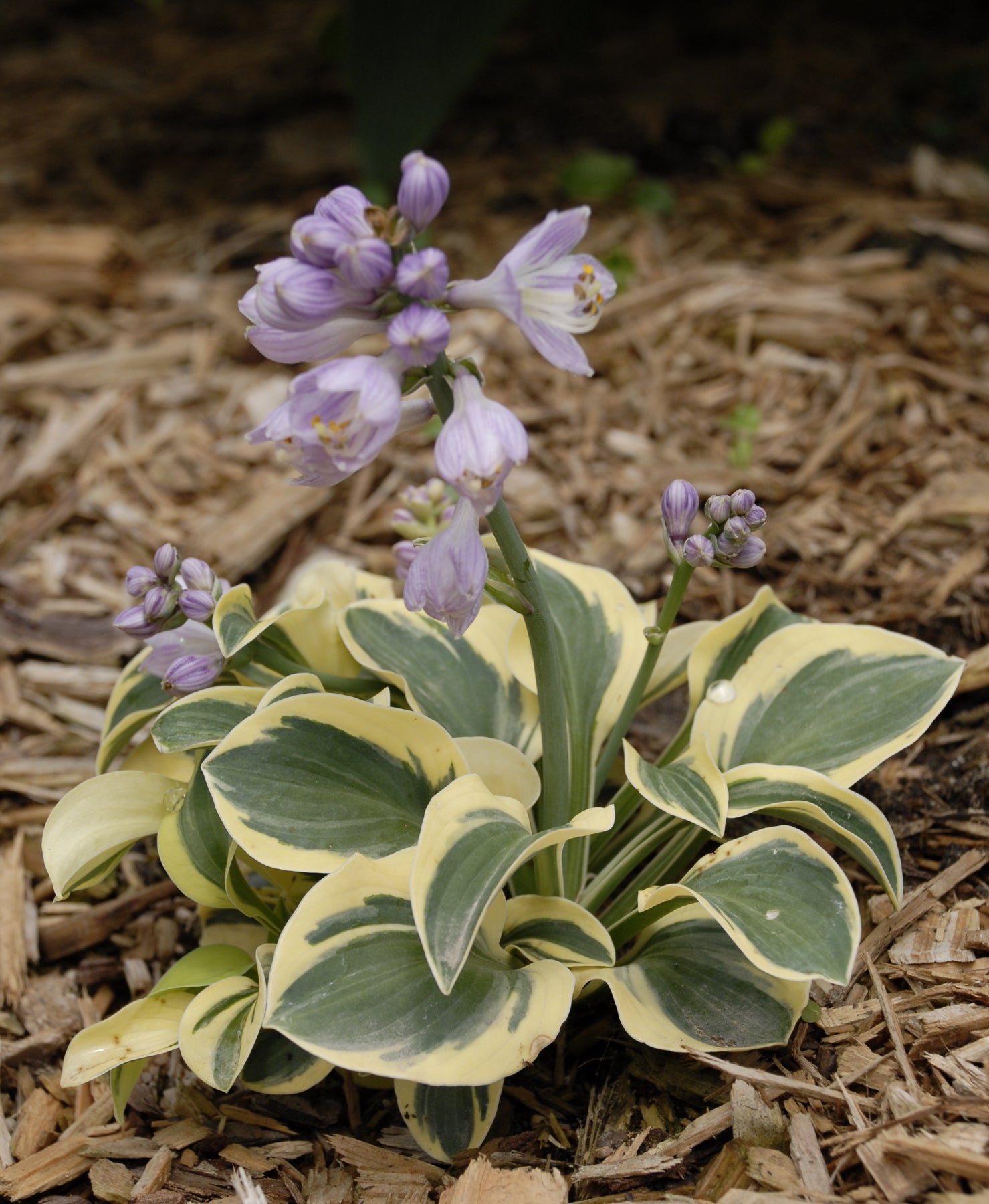 Hosta Mighty Mouse Plantain Lily