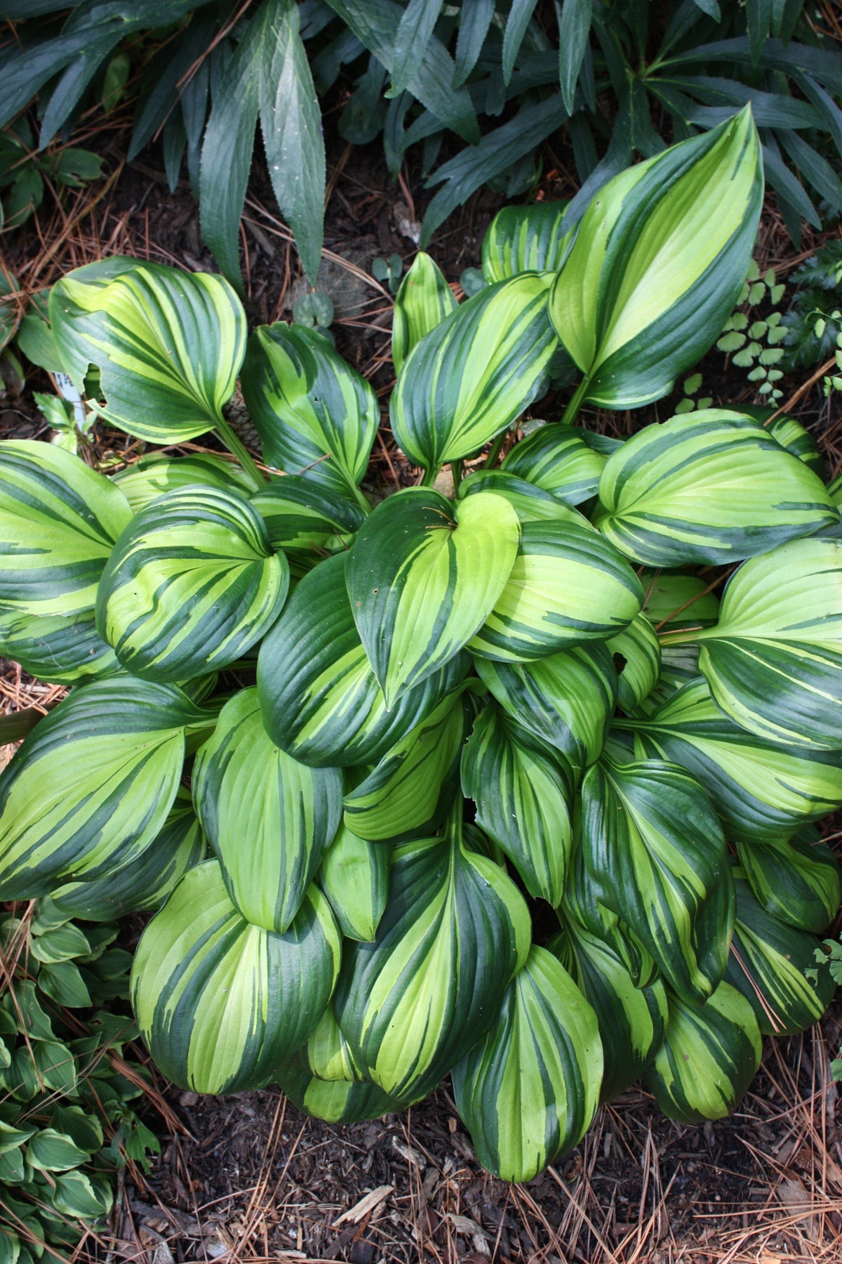 Hosta Rainbow's End PP17251 Plantain Lily