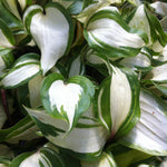 Hosta Raspberry Sundae PP22685, COPF Plantain Lily