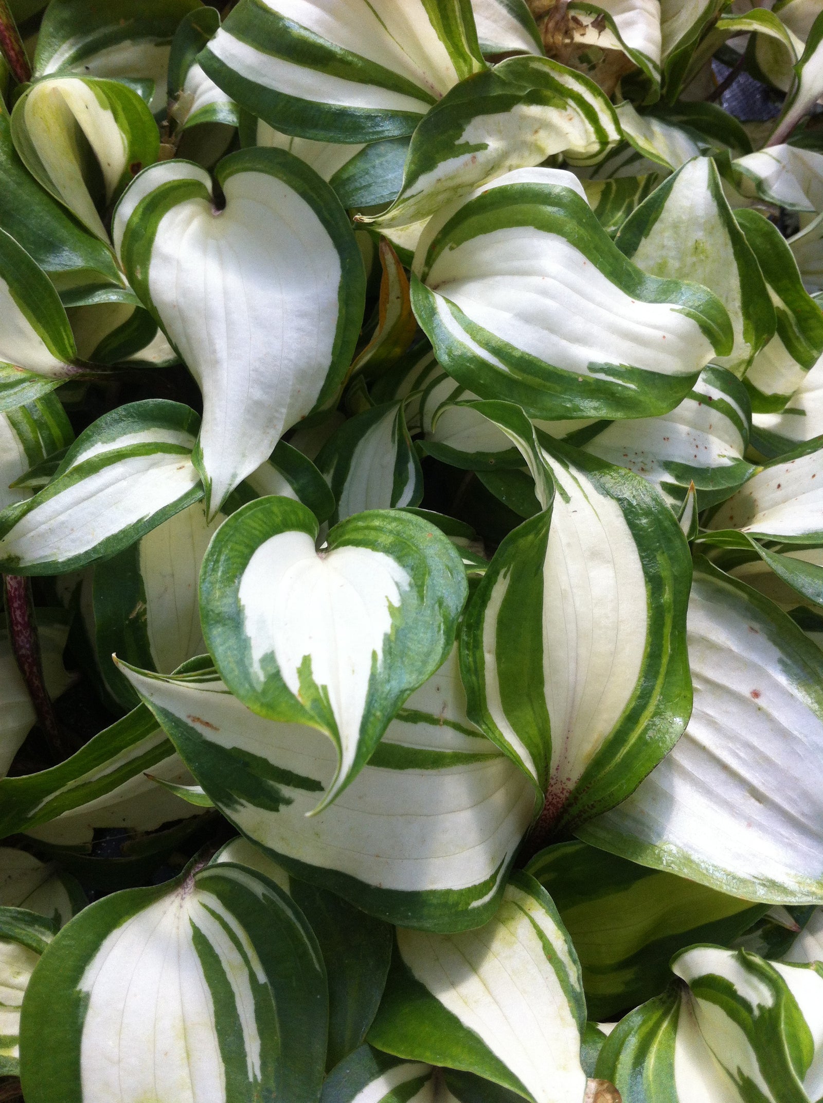 Hosta Raspberry Sundae PP22685, COPF Plantain Lily