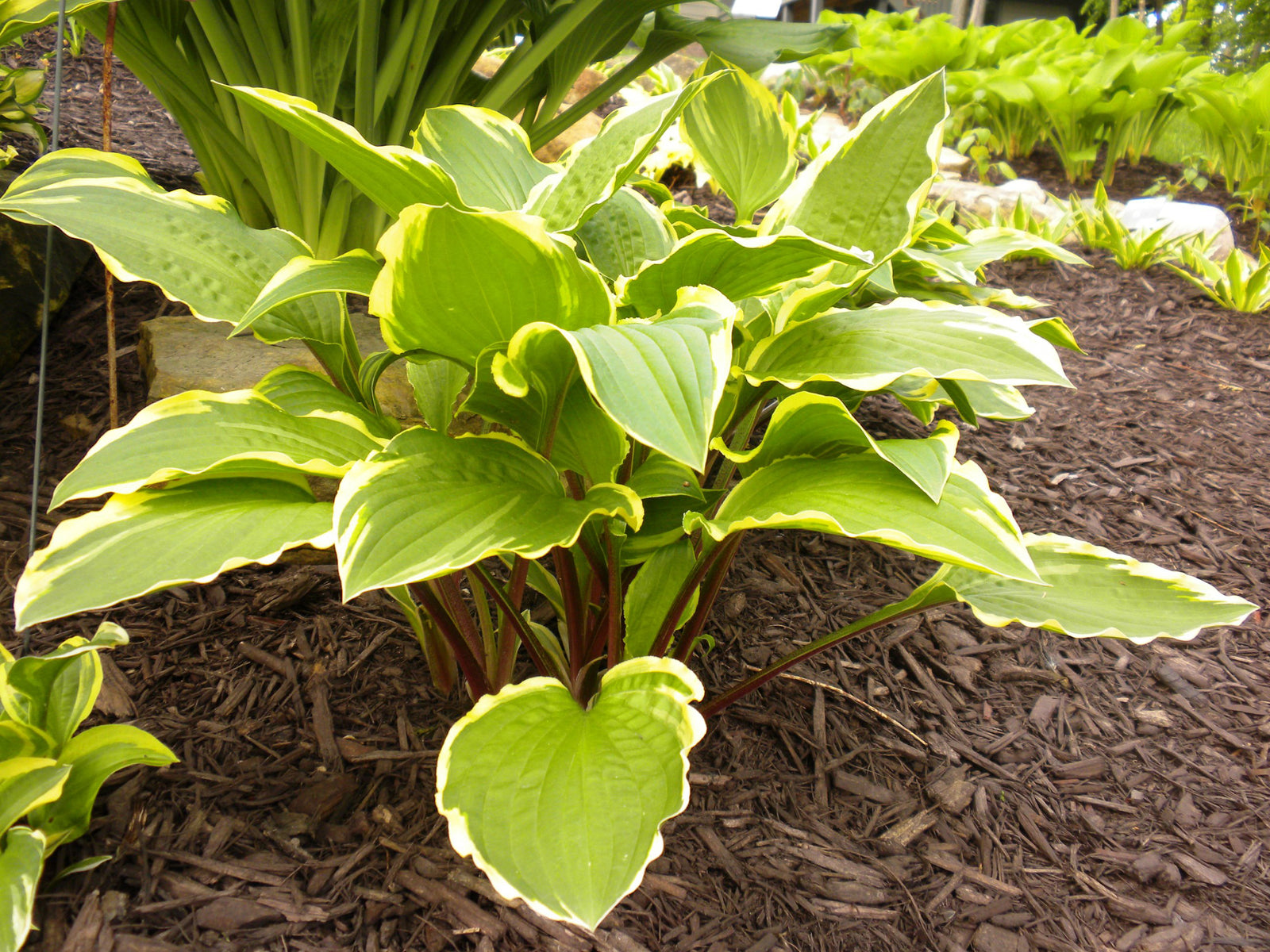 Hosta Rubies and Ruffles Plantain Lily