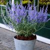 Perovskia atriplicifolia Lacey Blue Lisslitt PP20845, COPF Lacey Blue Sage