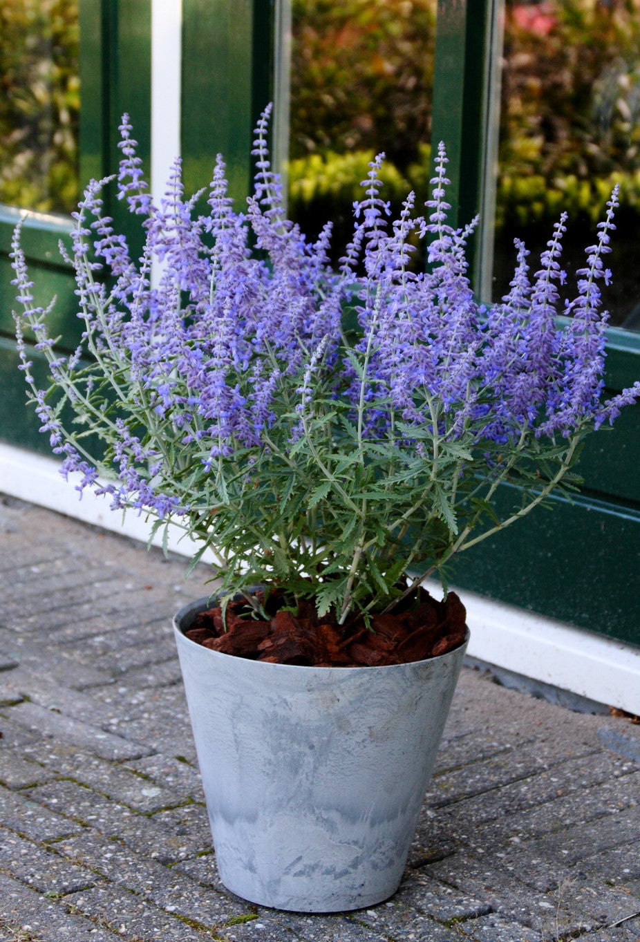 Perovskia atriplicifolia Lacey Blue Lisslitt PP20845, COPF Lacey Blue Sage