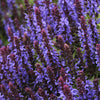 Salvia nemorosa Sensation Sky Blue PPAF Perennial Sage