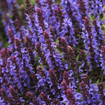 Salvia nemorosa Sensation Sky Blue PPAF Perennial Sage