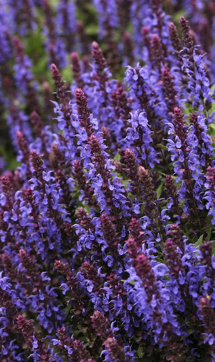 Salvia nemorosa Sensation Sky Blue PPAF Perennial Sage