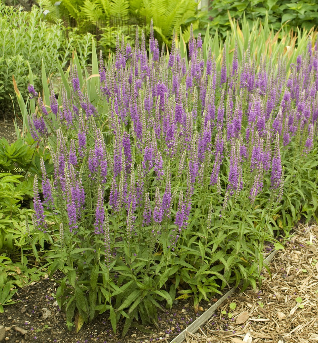 Veronica longifolia Eveline PP14888, CPBR2404 Speedwell