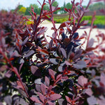 Berberis thunbergii Royal Cloak Royal Cloak Barberry