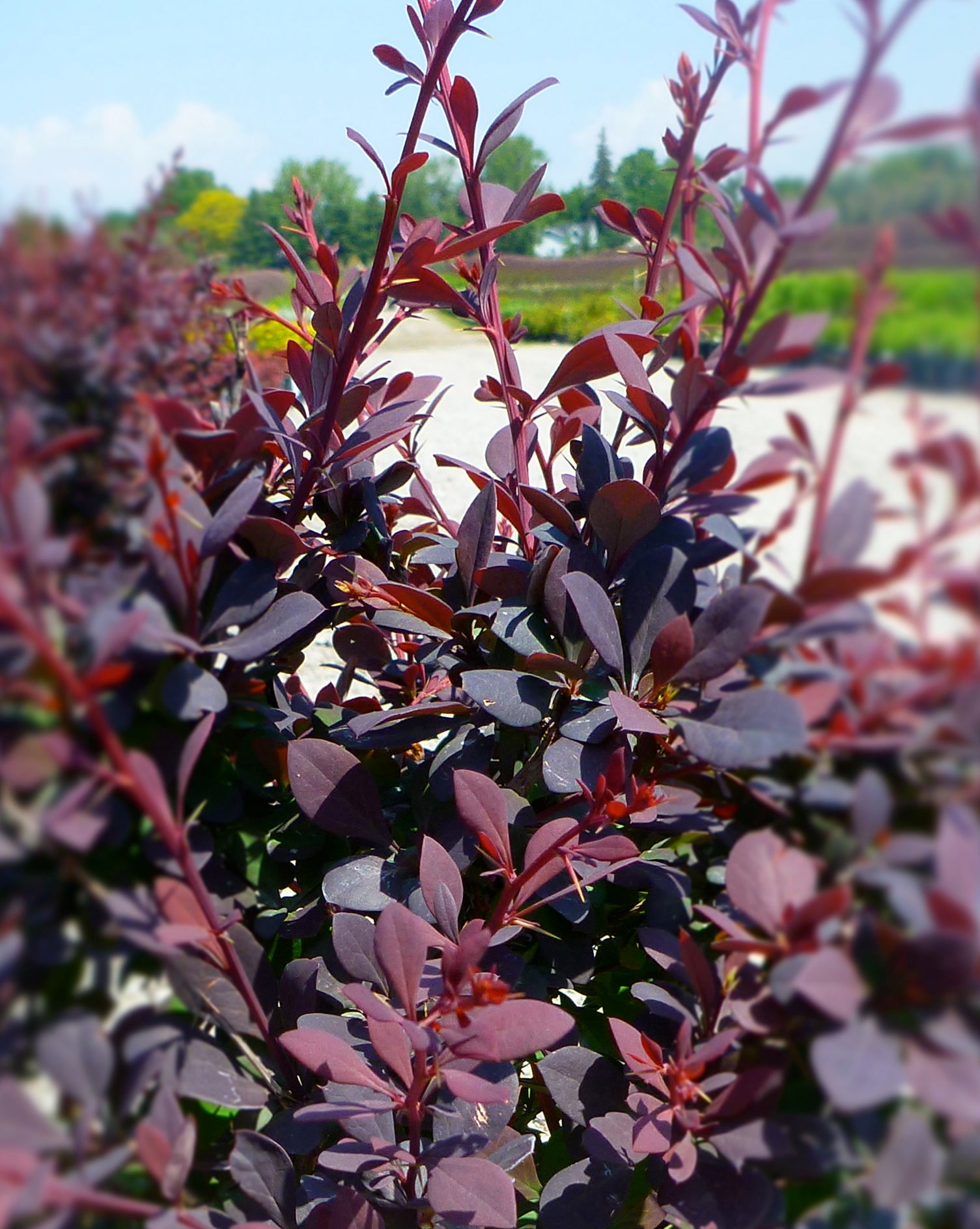 Berberis thunbergii Royal Cloak Royal Cloak Barberry