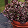 Sedum x Cherry Tart PP24603 Stonecrop