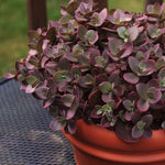 Sedum x Cherry Tart PP24603 Stonecrop