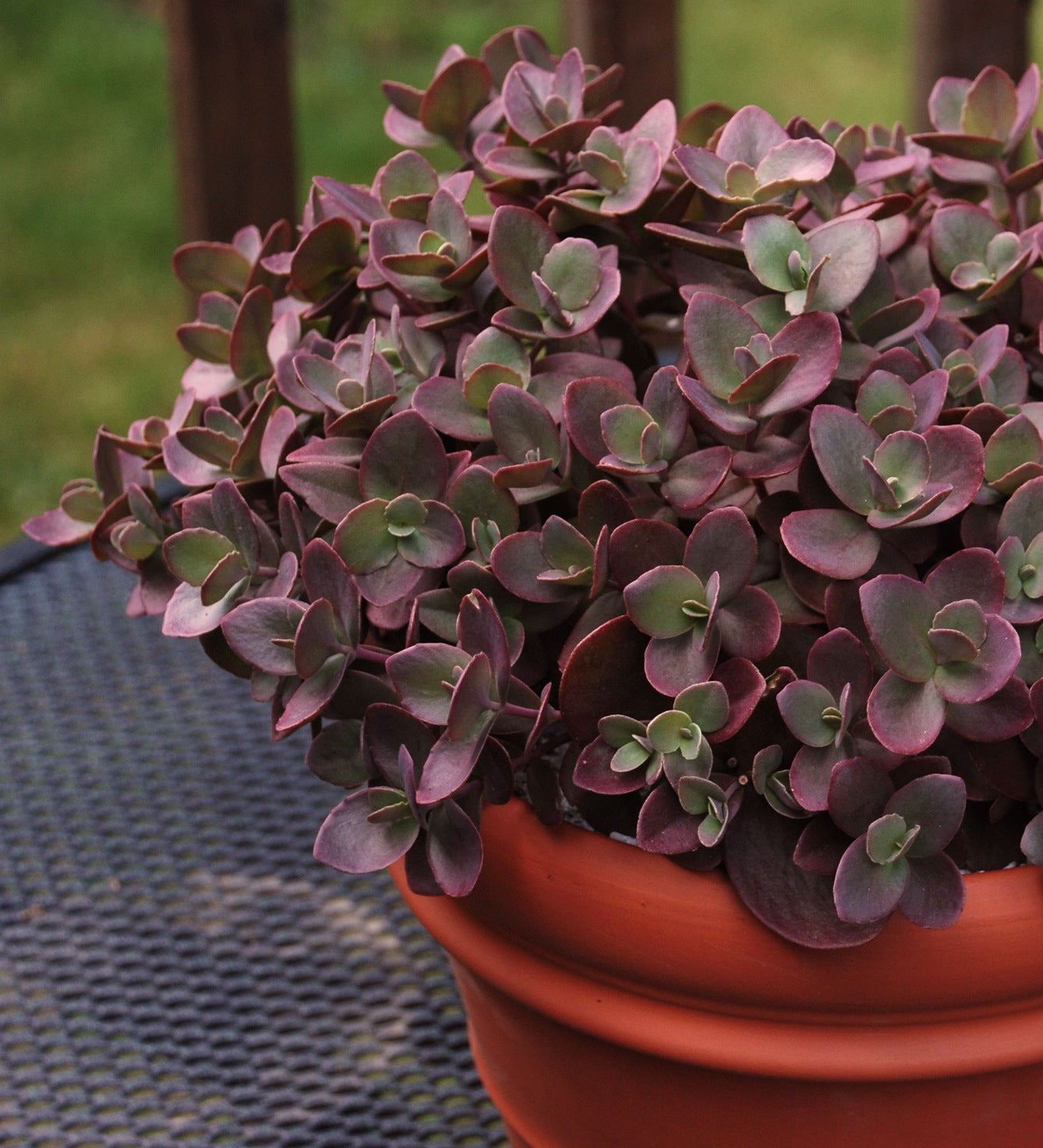 Sedum x Cherry Tart PP24603 Stonecrop