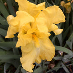 Iris germanica Harvest of Memories Tall Bearded Iris