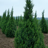 Juniperus chinensis Ontario Green Ontario Green Juniper