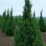 Juniperus chinensis Ontario Green Ontario Green Juniper