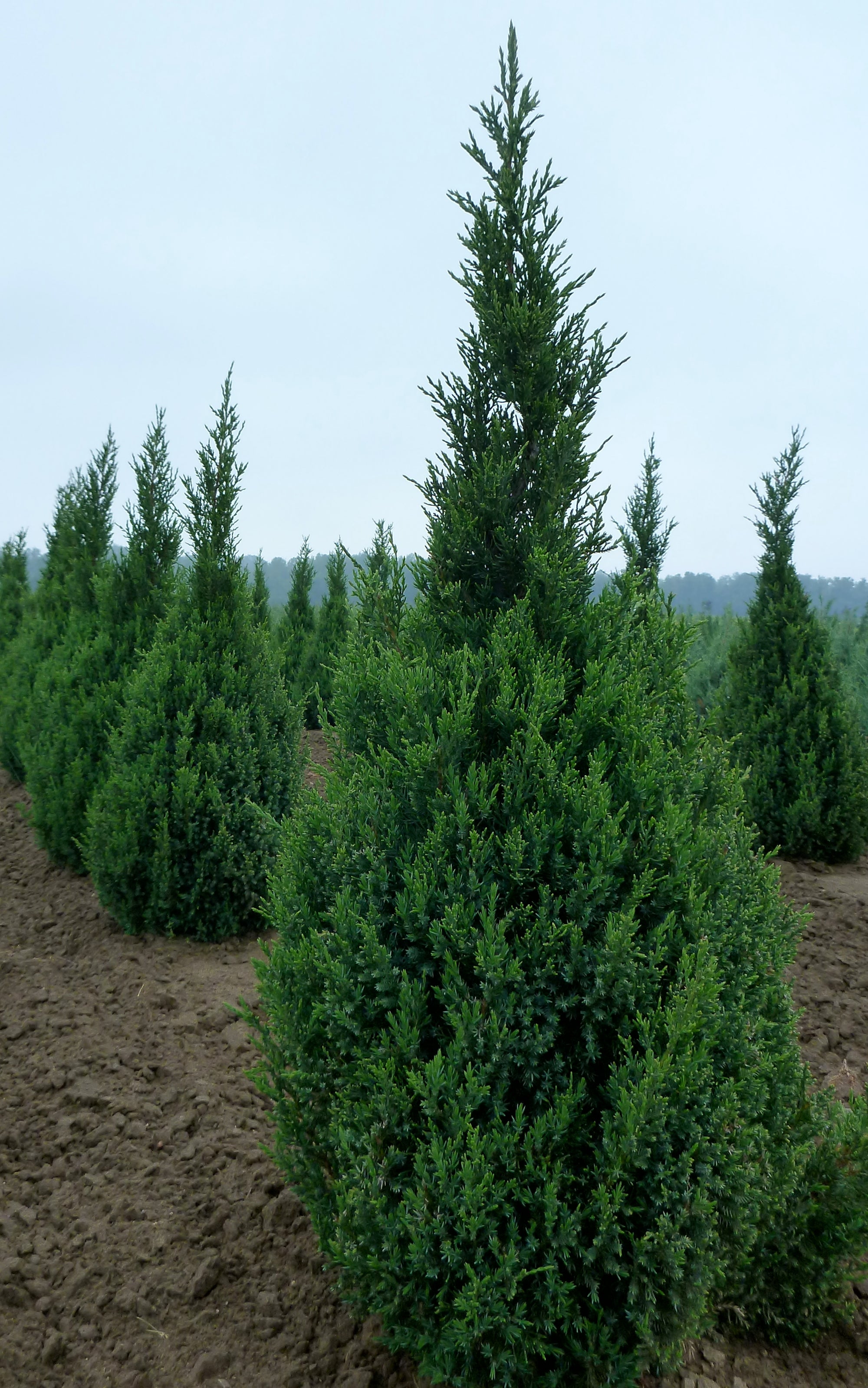 Juniperus chinensis Ontario Green Ontario Green Juniper