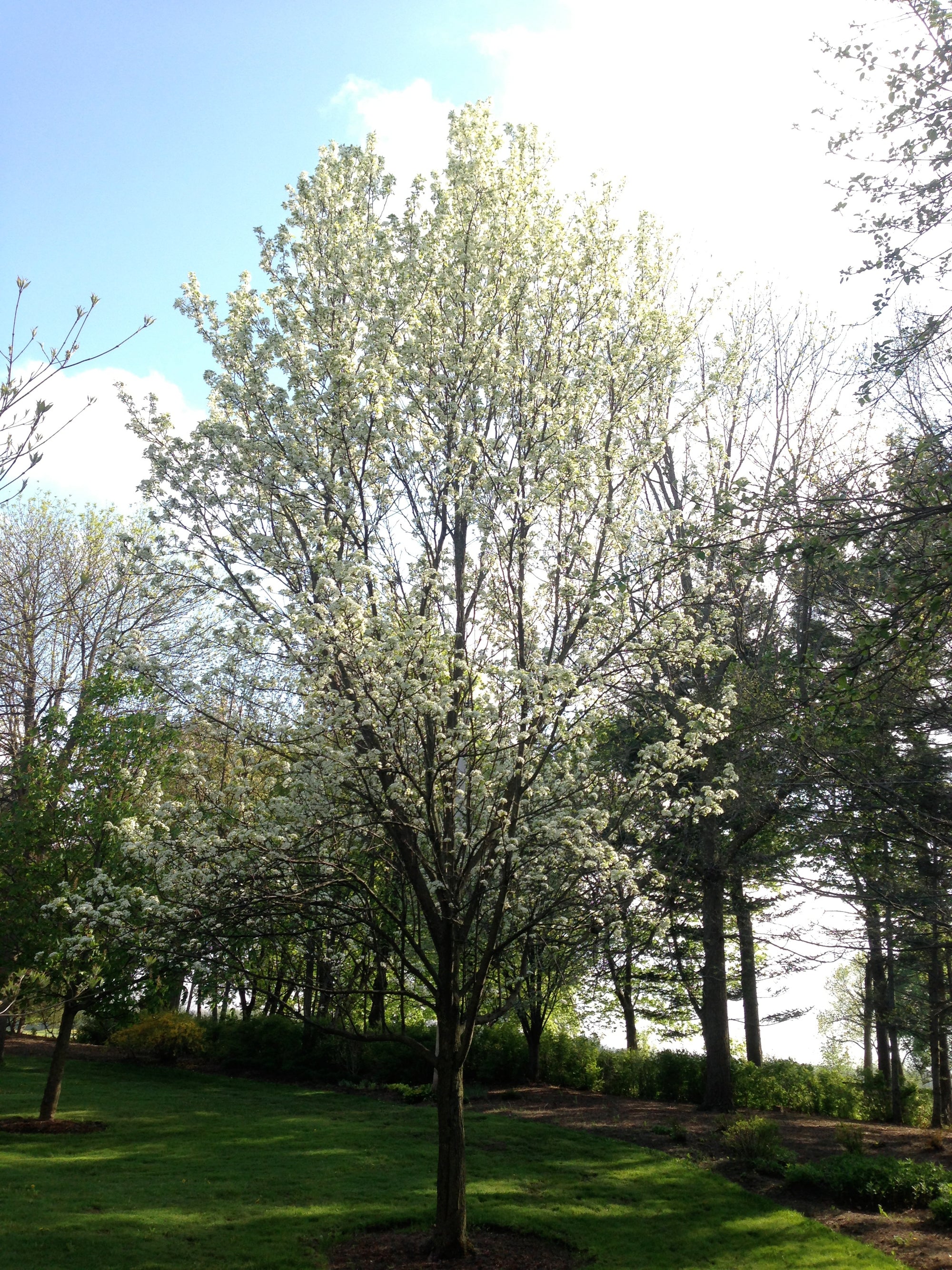 Pyrus calleryana Chanticleer Glen's Form Chanticleer Ornamental Pear